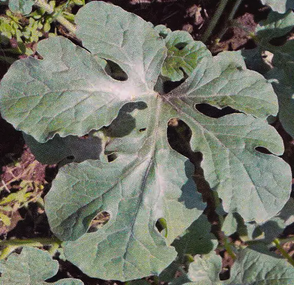 Watermelon leaf (detail) before treatment with GEN200 Control