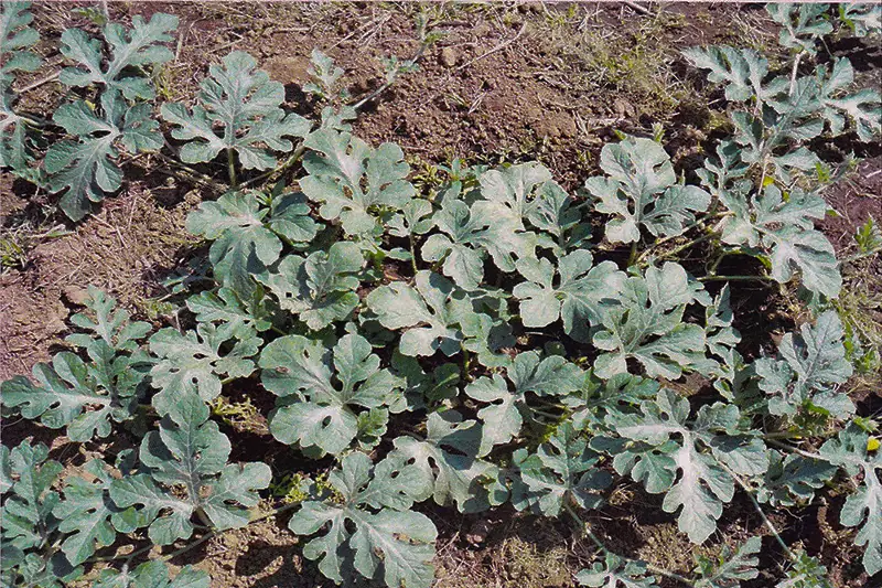 Watermelon crop before treatment with GEN200 Control