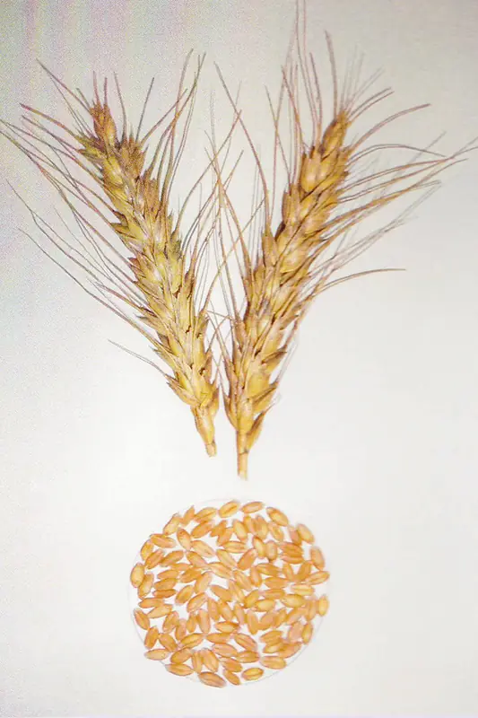 Wheat ears and grain after treatment with GEN200 Control