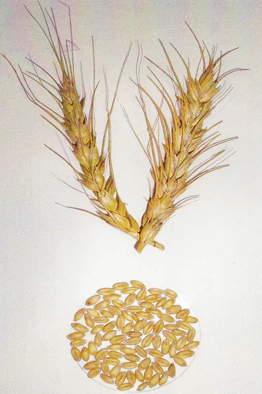 Wheat ears and grain before treatment with GEN200 Control